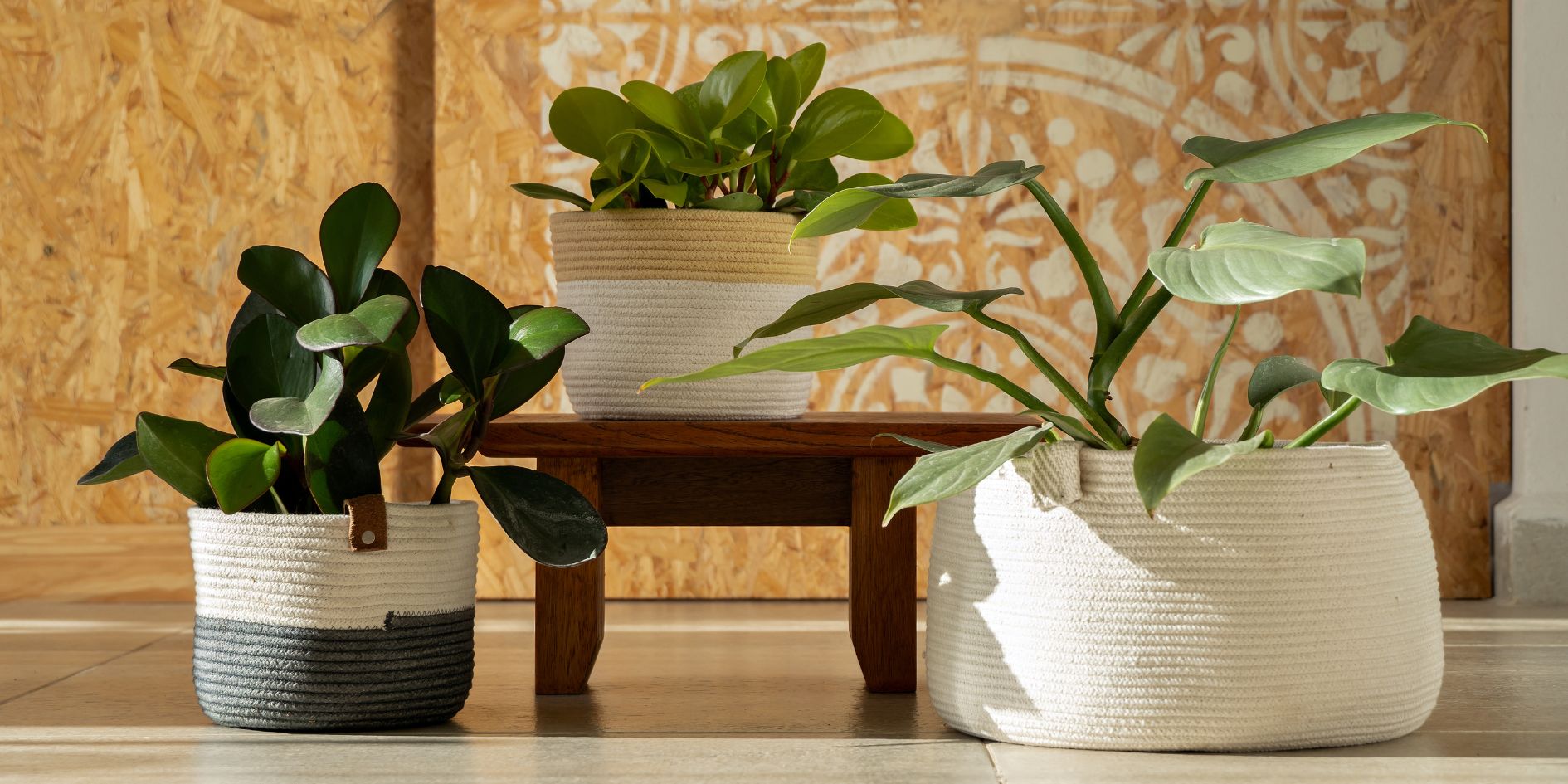 The Beauty of Minimalist Planters