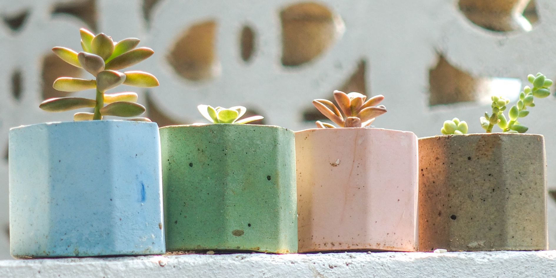 Choosing the Right Colors for Your Planter